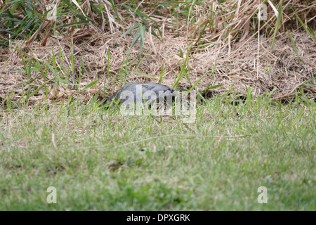 Die Schnappschildkröte ist die größte Süßwasser Schildkröte in Kanada gefunden. Gefunden Sie in den Trockenrasen in der Nähe ein sumpfiges Gebiet in Ontario Stockfoto