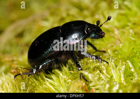 Dor Beetle (Geotrupes Stercorarius), Erwachsene zu Fuß über Moos bei Arne in Dorset. August. Stockfoto