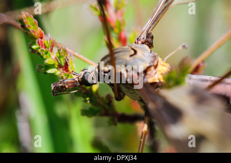 Kran-Fly (Tipula Maxima), Nahaufnahme des Kopfes einer Erwachsenfrau thront auf Heather Crockford Stream im New Forest Stockfoto