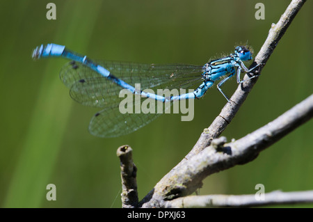 Südlichen Damselfly (Coenagrion Mercuriale), Männchen thront auf einem Zweig und reinigen ihre Flügel durch Reiben mit seinen Bauch Stockfoto