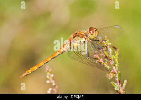 Gemeinsamen Darter (Sympetrum Striolatum), erwachsenes Weibchen gehockt Heather Crockford Stream im New Forest, Hampshire. August. Stockfoto