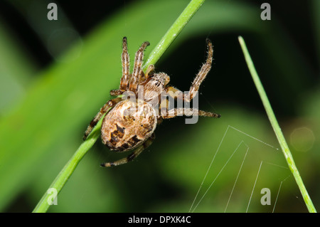 Furche Orb-Weaver (Larinioides Cornutus) Erwachsene weibliche Spinnen ihr Netz unter Rasen ergibt sich bei Cliffe Pools in Kent. August. Stockfoto