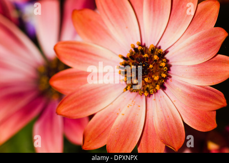 Herbers oder Cape Ringelblumen in Ansicht schließen Stockfoto