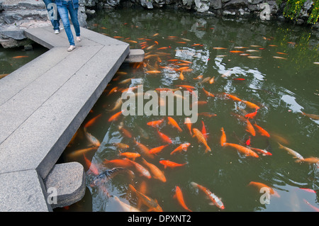 Koi Fische in Yu-Garten in Shanghai, China Stockfoto