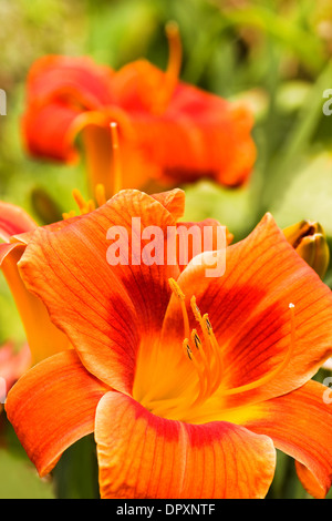 Sommer Blumen Orange Taglilien im Garten - vertikal Stockfoto