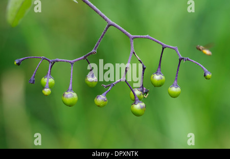 Woody Nightshade oder bittersüß (Solanum Dulcamara) frisch UN-reifen Beeren auf lila Stämme im Westen Canvey Sümpfe, Essex. Stockfoto