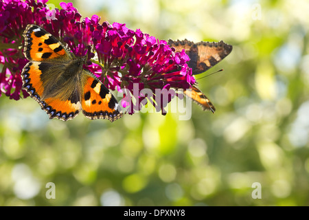 Zwei kleine Tottoiseshell Schmetterlinge auf Sommerflieder im Garten im Sommer mit Bokeh Hintergrund und Exemplar Stockfoto