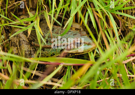 Seefrosch (Rana Ridibundus), helle grüne Erwachsenen am Ufer von einem Graben bei RSPB Rainham Marshes, Essex. September. Stockfoto