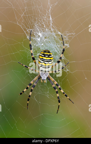 Wasp Spider (Argiope Bruennichi), erwachsenes Weibchen im Zentrum ihr Netz an RSPB Rainham Marshes, Essex. September. Stockfoto