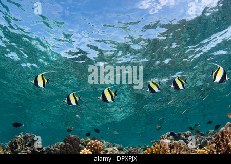 Prozession der Köbese Idole Zanclus Cornutus, Bunaken, Manado, Nord Sulewesi, Indonesien. Stockfoto