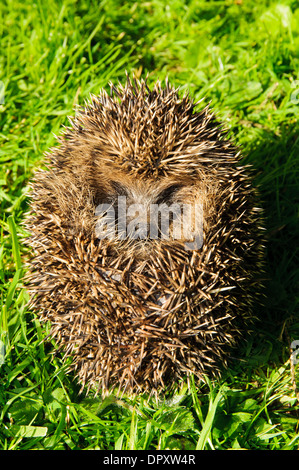 Igel (Erinaceus Europaeus) eingerollt in eine schützende Kugel in Grünland in der Nähe von Ripon, Nordyorkshire. September. Stockfoto