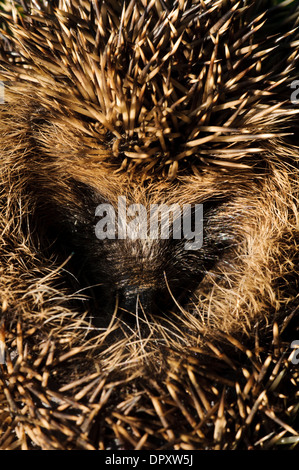 Igel (Erinaceus Europaeus) eingerollt in eine schützende Kugel in Grünland in der Nähe von Ripon, Nordyorkshire. September. Stockfoto