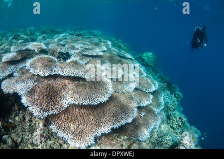 Harte Korallenriff Szene mit Taucher, Bunaken, Manado, Nord-Sulewesi, Indonesien. Stockfoto