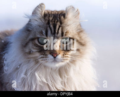 Katze im Freien in der Show hautnah Kopf geschossen Stockfoto