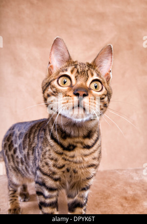 Scary, enge Schuss in den Kopf der Bengal-Katze auf Tan Hintergrund Stockfoto