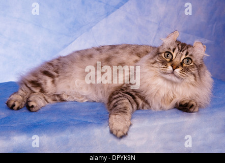 Curl Ohr Katze liegend auf blauem Hintergrund mit Pfote nach vorne Stockfoto