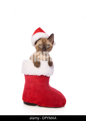 Süße Weihnachten Munchkin Kätzchen trägt Weihnachtsmütze innerhalb Santa Boot isoliert auf weißem Hintergrund Stockfoto