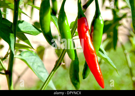 Schattigen rote und grüne Chilis wachsen im Garten Stockfoto