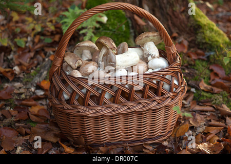 Korb, gefüllt mit Pilzen im Wald Stockfoto