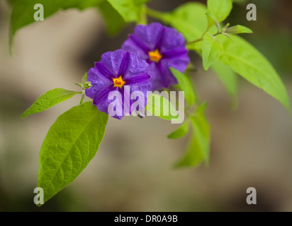 Convolvulus Canariensis Blume natürlichen Hintergrund blau Stockfoto