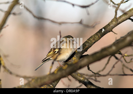 weibliche gemeinsame Buchfink auf Ast (Fringilla Coelebs) Stockfoto