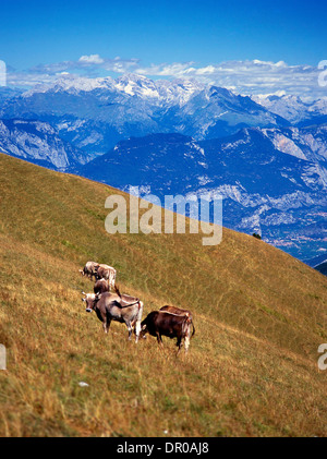 Rinderherde auf einem Berghang im Frühjahr oder Sommer. Alpen. Italien-Frankreich Stockfoto