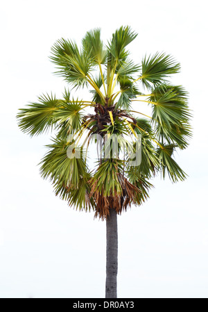 Großen Palmzweige sind scharf auf weißem Hintergrund Stockfoto