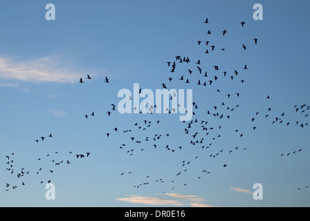 Herde von Pink-footed Gänse beschrieben gegen Himmel Stockfoto