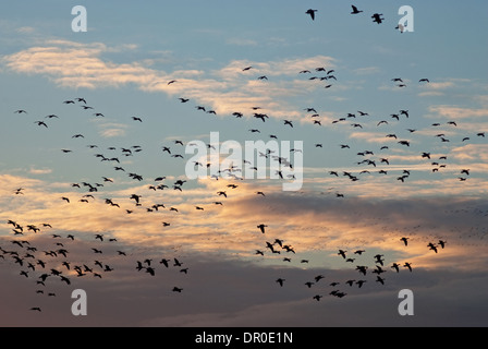 Herde von Pink-footed Gänse beschrieben gegen Himmel Stockfoto