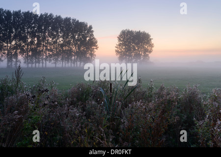 Ein schöner nebligen Morgen in den Norfolk Broads in der Nähe von Ludham, Norfolk, England Stockfoto