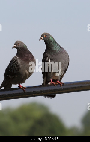 Zwei wilde Tauben - Columba Livia, männlich und weiblich, thront auf einem Pfosten, Windsor, Berkshire, England, UK Stockfoto