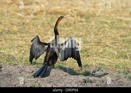 Afrikanische Darter (Anhinga Rufa) stehend auf Bank trocknen Flügel, Kafue Nationalpark, Sambia Stockfoto