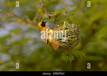 Südlichen oder Dotterhäutchen maskierten Weber (Ploceus Velatus) männlichen Gebäude mit Grashalm, Lusaka, Sambia, September verschachteln Stockfoto