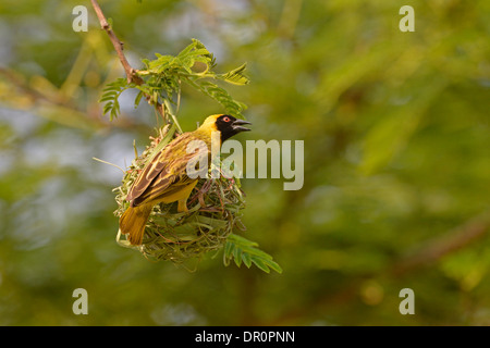 Südlichen oder Dotterhäutchen maskierten Weber (Ploceus Velatus) männlichen Gebäude mit Grashalm, Lusaka, Sambia, September verschachteln Stockfoto