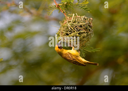 Südlichen oder Dotterhäutchen maskierten Weber (Ploceus Velatus) männlichen Gebäude mit Grashalm, Lusaka, Sambia, September verschachteln Stockfoto