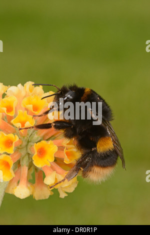 Hummel (Bombus Terrestris) ruht auf gelben Sommerflieder Blume, Oxfordshire, England, September Stockfoto