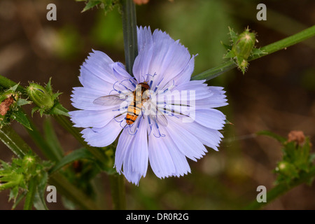 Marmelade Hoverfly (Episyrphus Balteatus) im Ruhezustand auf Blume Chicorée (Cichorium Intybus), Oxfordshire, England, Juli Stockfoto