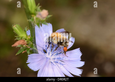 Hummel (Bombus Pascuorum) auf Chicorée Blume (Cichorium Intybus), die Pollen Sack auf Bein, Oxfordshire, England, Juli Stockfoto