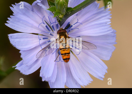 Marmelade Hoverfly (Episyrphus Balteatus) im Ruhezustand auf Blume Chicorée (Cichorium Intybus), Oxfordshire, England, Juli Stockfoto