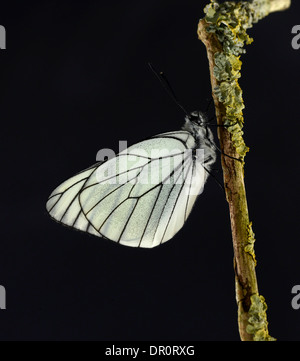 Schwarz geäderten White Butterfly (Aporia Crataegi) Erwachsenen im Ruhezustand, Gefangenschaft gezüchtet Stockfoto