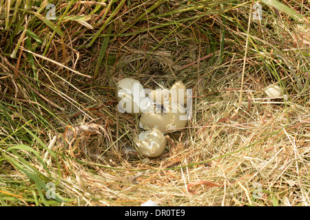 Gemeinsamen Fasan (Phasianus Colchicus) Empy Eierschalen im Nest nach Fox angreifen, Oxfordshire, England, Juli Stockfoto