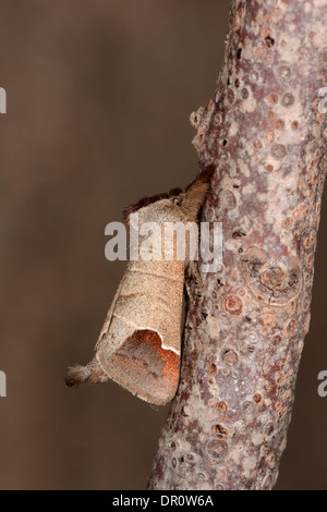 Schokolade Tipp Moth (Clostera Curtula) Männchen auf Zweig, Oxfordshire, England, August Stockfoto