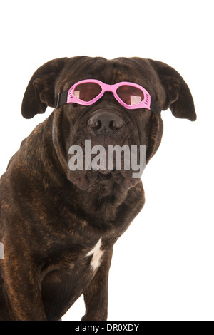 Porträt von Hund im Urlaub mit Sonnenbrille und Handtuch Stockfoto