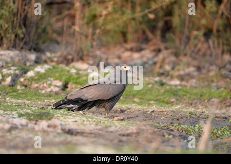 Afrikanische Harrier Hawk oder Gymnogene (Polyboroides Typus) stehen auf dem Boden, Kafue Nationalpark, Sambia Stockfoto