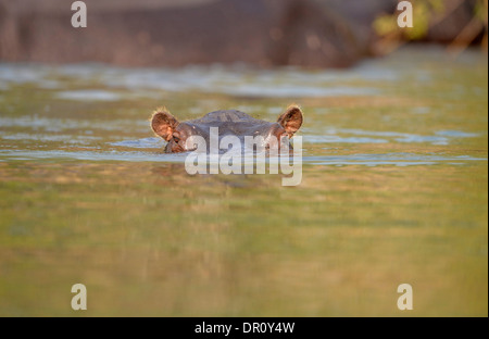 Flusspferd (Hippopotamus Amphibius) getaucht, mit Augen und Ohren nur über Oberfläche, Kafue Nationalpark, Sambia, September Stockfoto