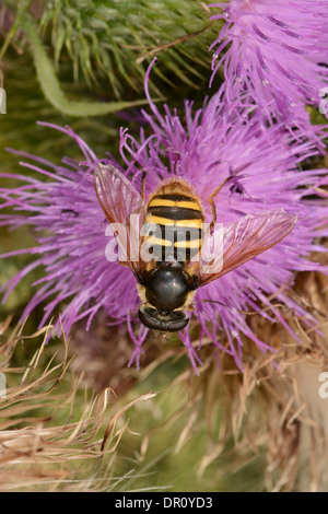 Moor Hoverfly (Sericomyia Silentis) Fütterung auf Distel Blume, Oxfordshire, England, August Stockfoto