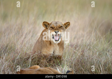 Afrikanischer Löwe (Panthera Leo) weibliche Löwin Knurren, Kafue Nationalpark, Sambia, September Stockfoto
