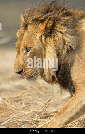 Afrikanischer Löwe (Panthera Leo) männlich, Kafue Nationalpark, Sambia, September Stockfoto