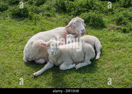 EWE und Lämmer Stockfoto