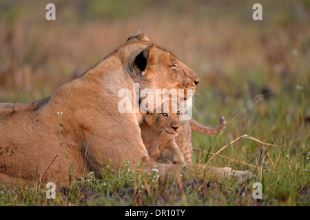 Afrikanischer Löwe (Panthera Leo) weibliche Löwin liegend mit jungen Cub, Kafue Nationalpark, Sambia, September Stockfoto